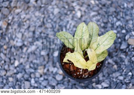 Nice Rhaphidophora Puberula Variegated In The Pot