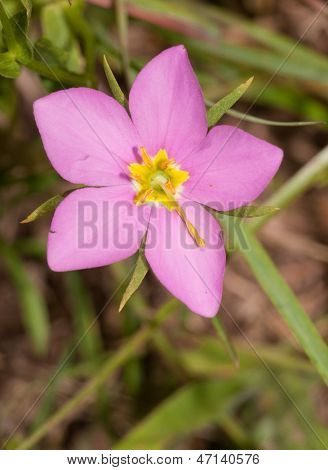 Wiese Rosa, Blume Sabatia Campestris im Frühsommer