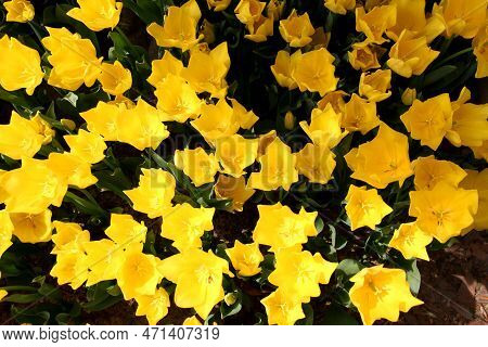 Bright Yellow Tulips In Goztepe Park During The Tulip Festival In Istanbul, Turkey