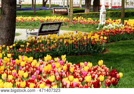 Thousands Of Bright Yellow, Pink And Red Tulips At Goztepe Park During The Tulip Festival In Istanbu