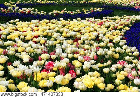 Field Of Bright Yellow, Pink And White Tulips In Goztepe Park During The Tulip Festival In Istanbul	