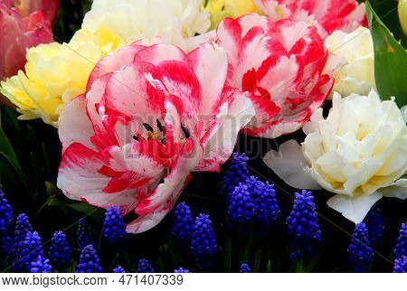 Bright White-pink, Yellow And White Tulips In Goztepe Park During The Tulip Festival In Istanbul, Tu
