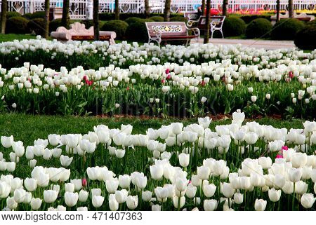 Thousands Of Snow-white Tulips Planted In Goztepe Park During The Tulip Festival In Istanbul, Turkey