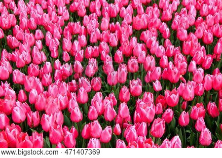 Thousands Of Bright Pink Tulips At Goztepe Park During The Tulip Festival In Istanbul, Turkey
