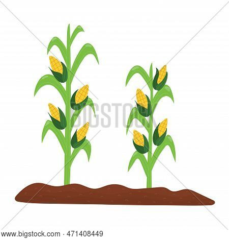 Corn Plant In The Soil. Farm Planting Process With Ripe Corn And Grains In Cartoon Style