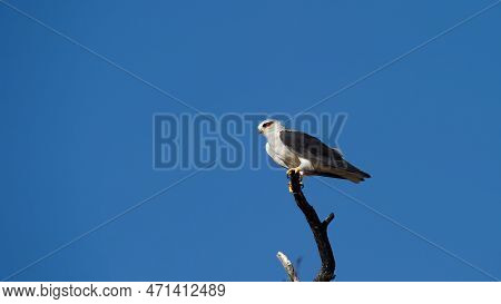 Black-shouldered Kite (elanus Caeruleus) Kgalagadi Transfrontier Park, South Africa