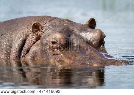 Close-up Of Hippo In River Watching Camera