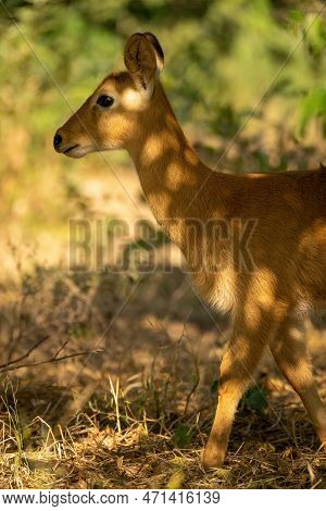 Close-up Of Puku Walking In Dappled Sunlight