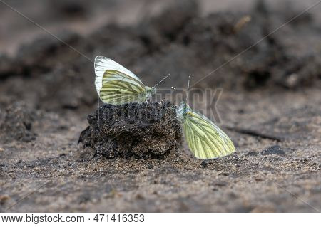 Whitefly Butterflies Sit On A Dried-up Puddle Close-up