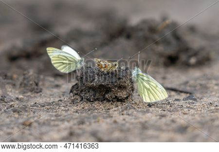 Whitefly Butterflies Sit On A Dried-up Puddle Close-up
