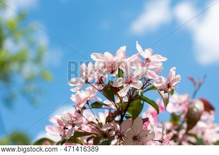 Blooming White Apple Tree In The Garden. White Trees
