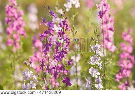Delphinium Elatum Close Up Background. Multicolored Larkspur Flowers, Blue, Pink Flowers Grows In Th