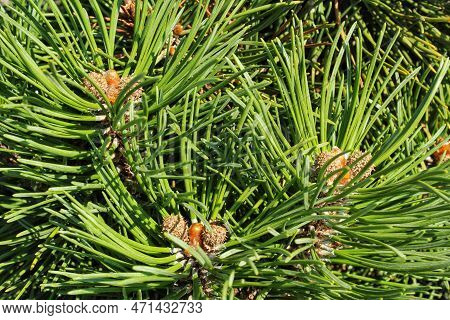 Mountain Pine Tree Pinus Mugo With Buds, Long Branch And Coniferous. Mughus Pumilio Cultivar Dwarf I