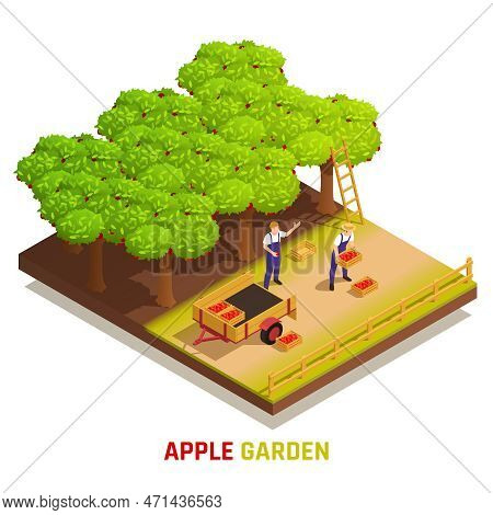 Apple Garden Harvesting Isometric Composition With Farm Workers Picking Fruits Placing Full Boxes In