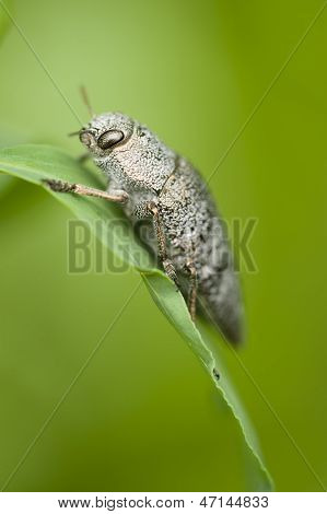 Gray Insect Coleptoron