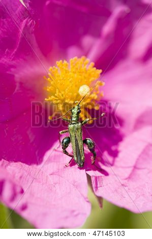 Green Insect Coleopteron