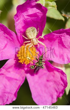 Green Insect Coleopteron