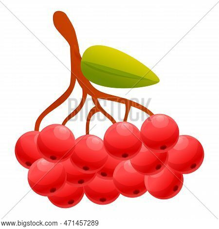 Rowan Sorbus Icon. Cartoon Of Rowan Sorbus Icon For Web Design Isolated On White Background