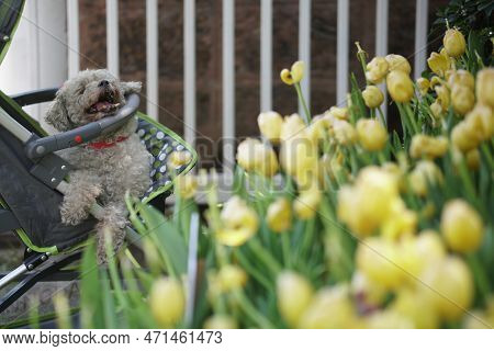 Dog In Trolly In Park.