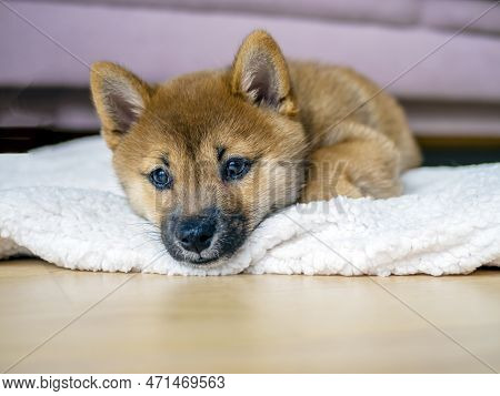 Portrait Of Cute Shiba Inu Small Dog, Puppy, Close Up. Dogecoin. Red-haired Japanese Dog Smile Portr