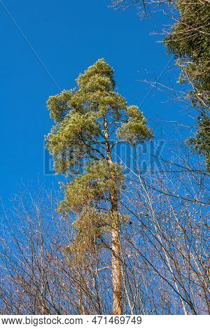 Evergreen Pine Tree Reaching Out To The Sky