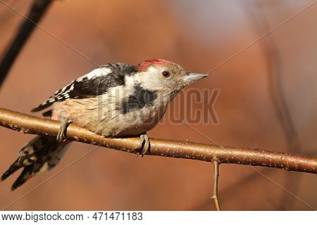 Middle Spotted Woodpecker bird animal Nature pet animal Nature background Nature animal Nature pet Nature sunset Nature pet birds Nature animal pet Nature pet sun Nature background autumn forest animal Nature background pet animal Nature background.
