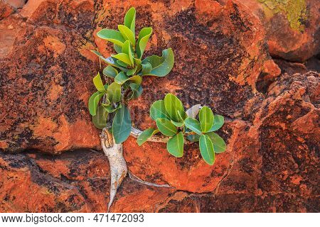 Green Plants On The Red Rock. Waterberg Plateau National Park, Kalahari, Otjiwarongo, Namibia, Afric