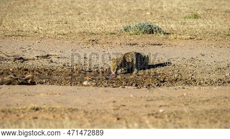 Leopard (panthera Pardus)  Kgalagadi Transfrontier  Park, South Africa