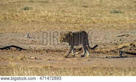 Leopard (panthera Pardus)  Kgalagadi Transfrontier  Park, South Africa