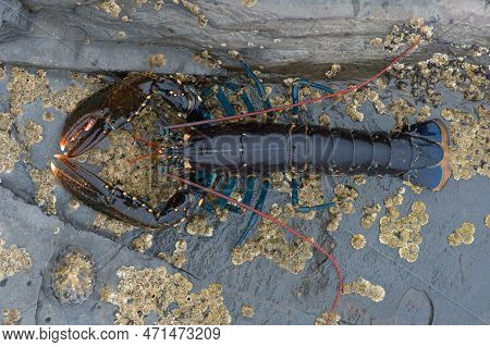 European Lobster (homarus Gammarus) On Barnacle Encrusted Rock