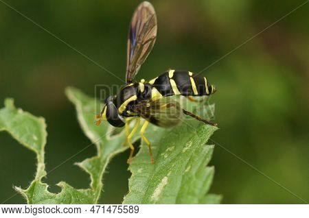 Natural Closeup Shot Of A Superb Ant-hill Hoverfly On A Green Branch - Xanthogramma Pedissequum Sitt