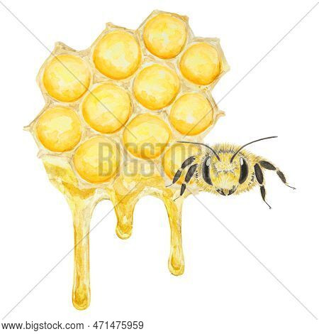 Watercolor Hand Drawn Bee Isolated On White Background