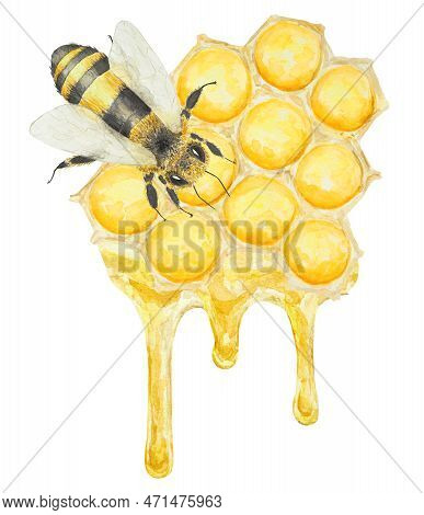 Watercolor Hand Drawn Bee Isolated On White Background