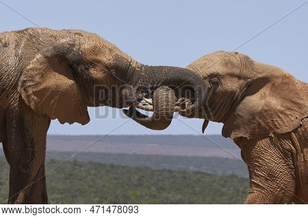 African Elephant (loxodonta Africana) Intertwine  Trunks At A Waterhole In Addo Elephant National Pa