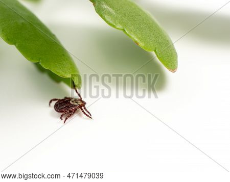 Infectious Parasitic Insect Dermacentor Dog Tick Arachnid On A Green Plant Leaf.