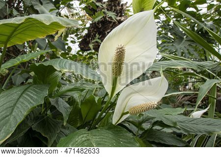 Spathiphyllum Kochii Is An Ornamental Plant With Lovely White Flowers. White Flower In Full Bloom On