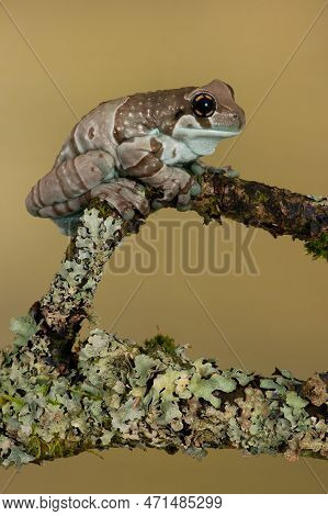 Mission Golden-eyed Tree Frog (trachycephalus Resinifictrix) On Lichen Covered Branch