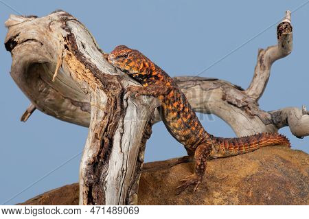 Uromastyx Geyri Lizard Climbing Twisted Branch Over Rock