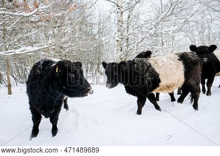 Galloway Cattle Breed Cows In Winter. Selective Focus