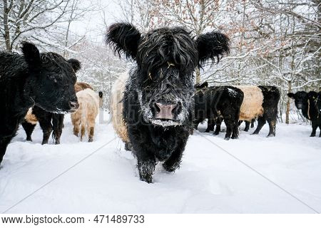 Galloway Cattle Breed Cows In Winter. Selective Focus