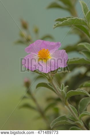 Cistus Creticus Rock Rose, A Medical Plant Used For Aromatherapy