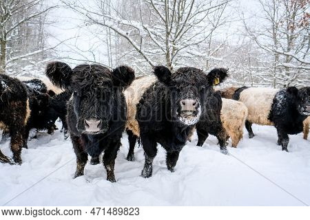 Galloway Cattle Breed Cows In Winter. Selective Focus