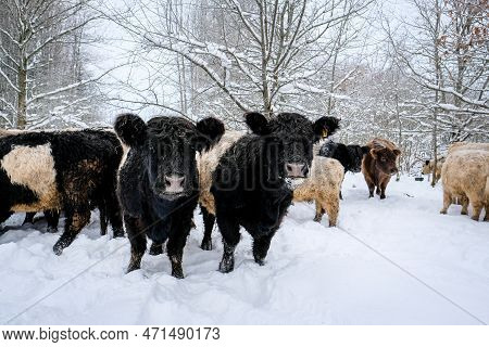 Galloway Cattle Breed Cows In Winter. Selective Focus