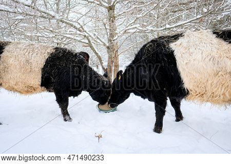 Galloway Cattle Breed Cows In Winter. Selective Focus