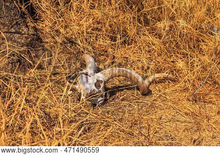 Drying Animal Scull Of Dead Antelope Among Grass In Waterberg Plateau National Park, Kalahari, Otjiw
