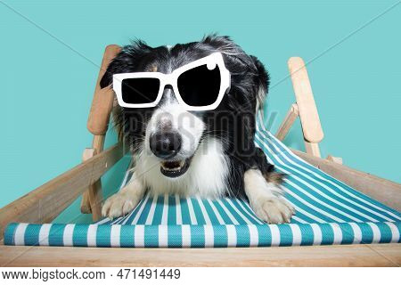 Funny Dog Summer. Happy Border Collie Sitting On A Beach Chair Wearing Sunglasses. Isolated On Blue 