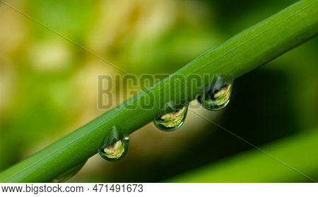 The Natural View That Shows The Beauty Of Water Drops Wet The Plants With Artificial Light At The Ni