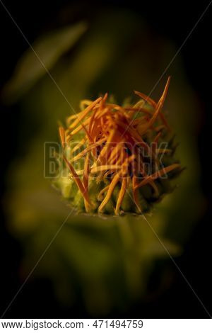 Genus Of Herbaceous Perennial Flowering Plants In The Family Inducible.