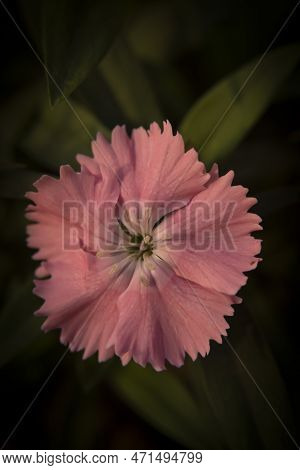 Carnation Also Called Grenadine Or Clove Pink,