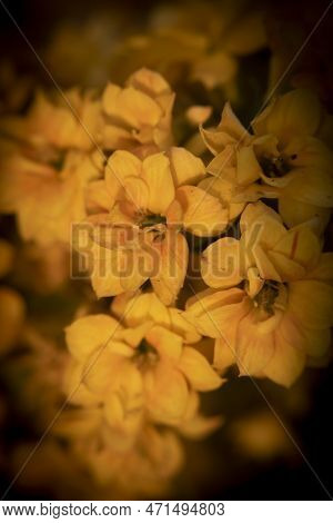 Freesia Is A Genus Of Herbaceous Perennial Flowering Plants In The Family Inducible.